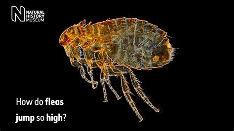 10 Feb 2011 ... Fleas, which weigh less than a gram, can jump around 30cm high. Scientists have debated the finer details of the flea leap since 1967 when ...